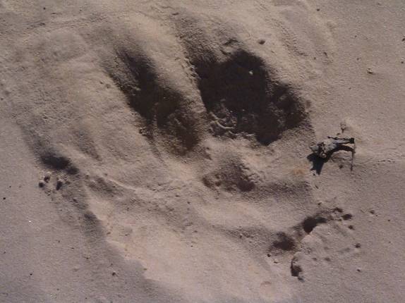 Pegada de onça em praia do Rio Cuiabá, região de Porto Jofre, no final da rodovia Transpantaneira, no Pantanal Norte, no Mato Grosso